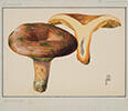 Fons Ribot (Bolets de Catalunya dibuixats per Josep Ribot i Calpe)