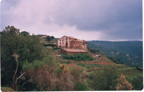 La Figuera, al pla de la Calma, Montseny, el 2 de maig de 2001